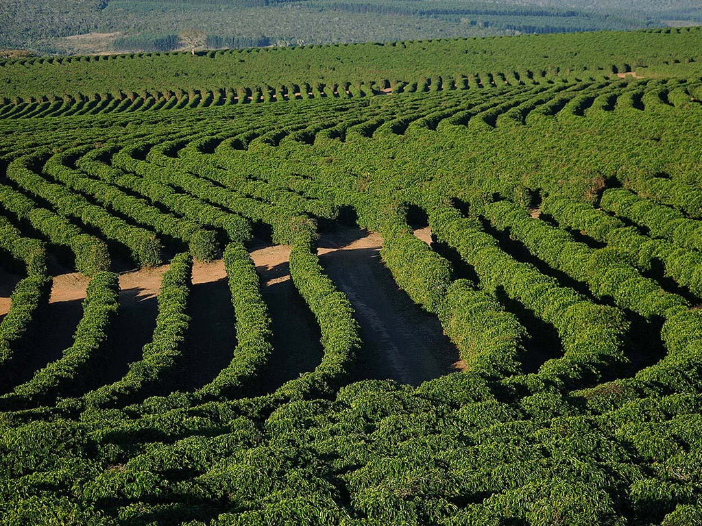 Bourbon Barrel Aged Coffee