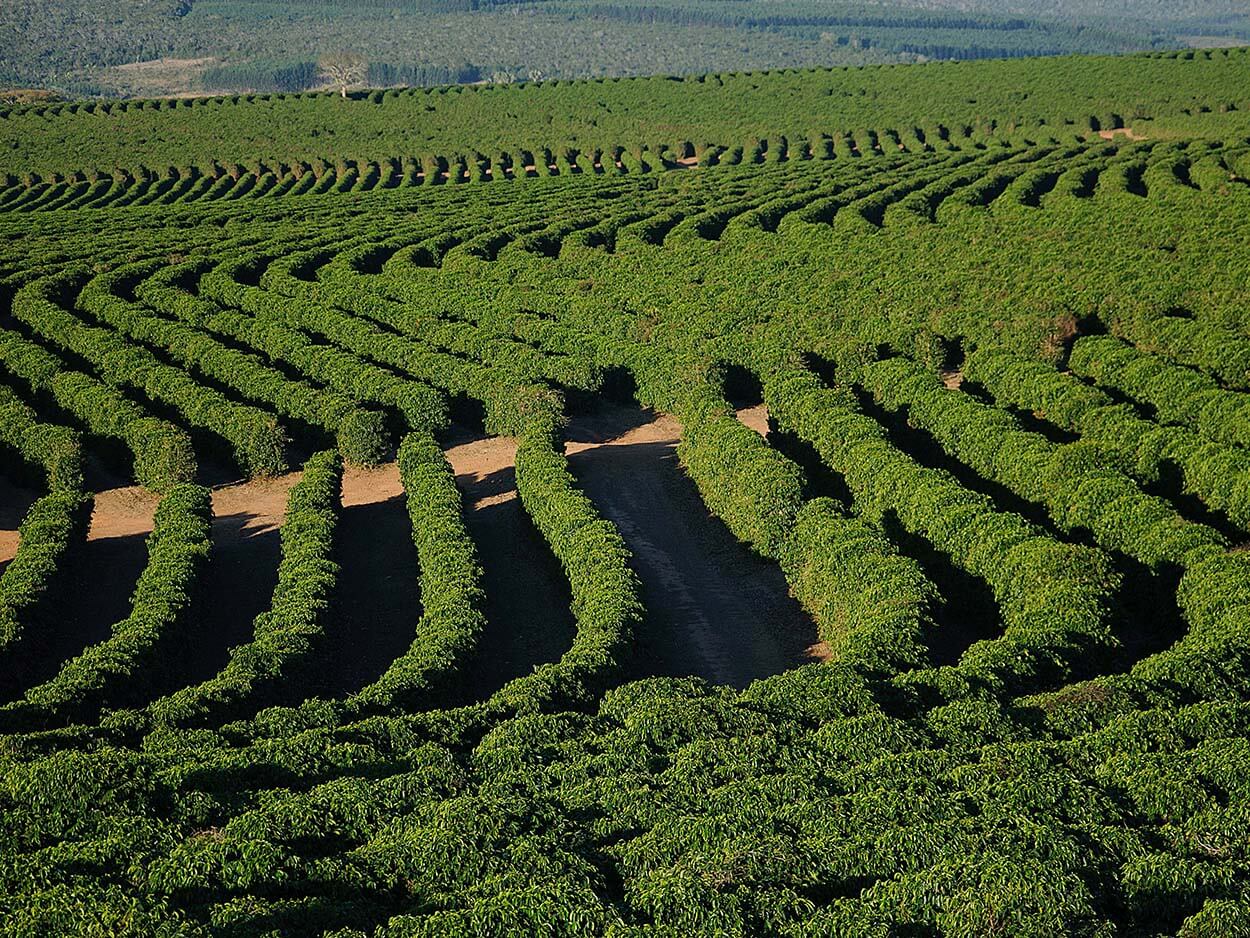 Bourbon Barrel Aged Coffee